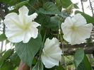 Ipomoea alba