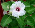 Ipomoea albivenia