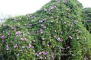 Ipomoea cairica