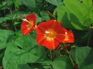 Ipomoea coccinea