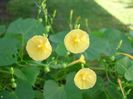 Ipomoea hederifolia lutea