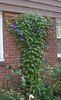 Ipomoea hirsuta Mini Sky Blue