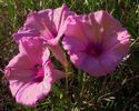 Ipomoea leptophylla