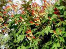 Ipomoea lobata
