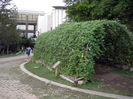 31_side-view-of-whole-bamboo-trellis1