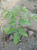 plantate pe 27 martie