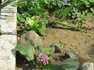 Bergenia
