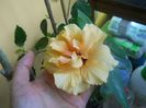 DSCN7482