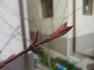 Acer palmatum Bloodgood (2014, Mar.26)