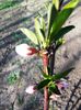 floare de piersic tardiv