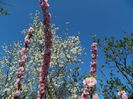 DSCN5008