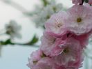 DSCN5083