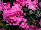 DSCN5251
