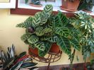 calathea makoyana (2)