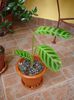 calathea zebrina (1)