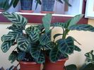 calathea zebrina (4)