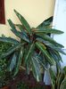 calathee neidentificata (2)