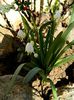 Leucojum vernum