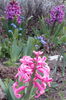 2014-03-29zambile pink+amethis