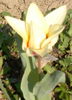 2014-03-29prima lalea
