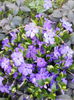 vinca