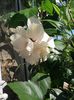 12- hibiscus alb.Multumesc, Remesiana