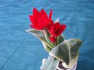 poze 2014 187/lalea pitica