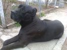 PRESA CANARIO