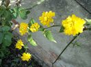 poze 2014 192/kerria,30.04
