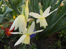 Narcissus Thalia (2014, March 29)