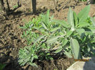 Salvia