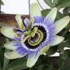 passiflora_detaliu - asa infloreste