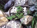 sedum cristatum