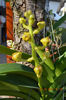 Vanda sundana himba gold