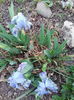 irisi pitici bleo