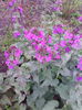 lunaria