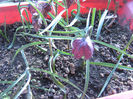 Fritillaria meleagris 001