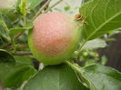 Apples_Mere Summer Red (2013, May 29)