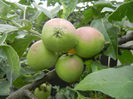 Apples_Mere Summer Red (2013, Jun.08)