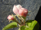 Apple Blossom_Flori mar (2014, Mar.30)