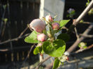 Apple Blossom_Flori mar (2014, Mar.30)