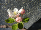 Apple Blossom_Flori mar (2014, Mar.30)