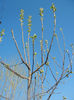 Apple Tree_Mar (2014, March 30)