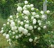 Calin - Viburnum opulus