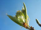 Pear Tree Buds_Muguri (2014, March 30)