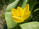 Tulipa Candela (2014, April 01)
