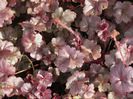 heuchera rosie