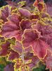 Heuchera miracle