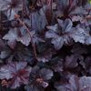 Heuchera Obsidian