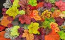 Heuchera Mix